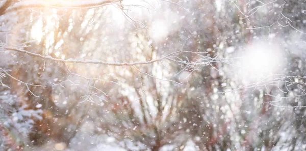 Winter Park Paysage Par Temps Neigeux Jour Janvier — Photo