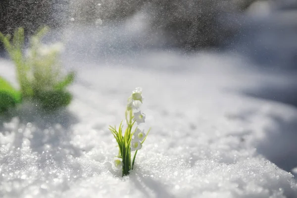 Primeira Flor Primavera Gota Neve Floresta Primavera Dia Ensolarado Floresta — Fotografia de Stock