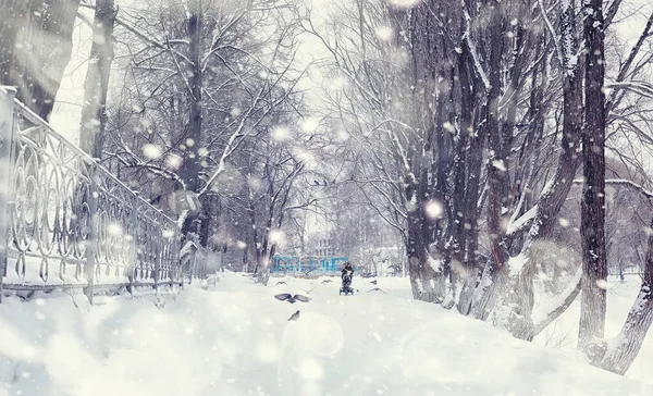 Paesaggio Forestale Invernale Alberi Alti Sotto Manto Neve Gennaio Giornata — Foto Stock