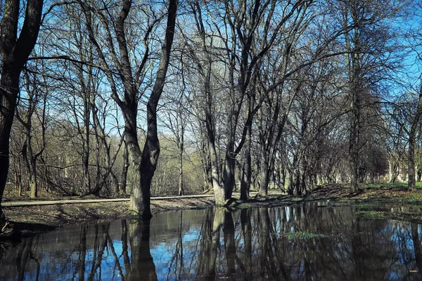 Jasna Wiosenna Zieleń Świcie Lesie Natura Ożywa Wczesną Wiosną — Zdjęcie stockowe