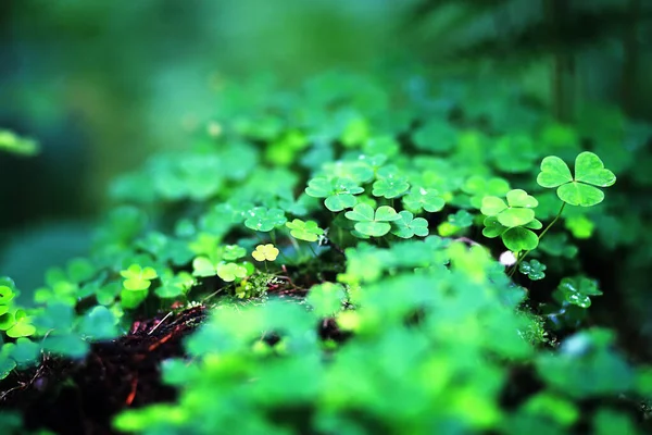 Φόντο Από Φυτό Τριφύλλι Τέσσερα Φύλλα Ιρλανδικό Παραδοσιακό Σύμβολο Ημέρα — Φωτογραφία Αρχείου