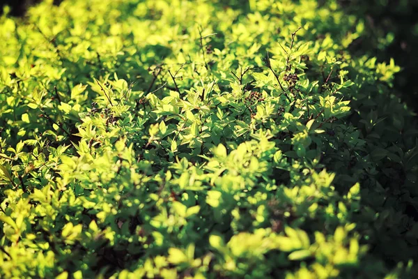 Helles Frühlingsgrün Der Morgendämmerung Wald Die Natur Erwacht Zeitigen Frühling — Stockfoto