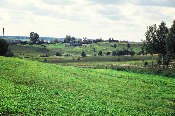 Jasna Wiosenna Zieleń Świcie Lesie Natura Ożywa Wczesną Wiosną — Zdjęcie stockowe