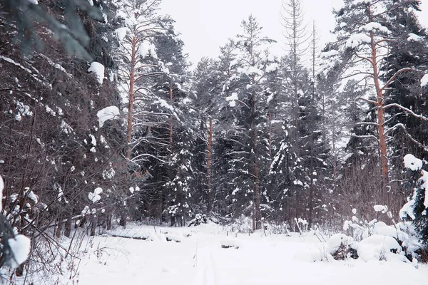 Winter Forest Landscape Tall Trees Snow Cover January Frosty Day — Stock Photo, Image