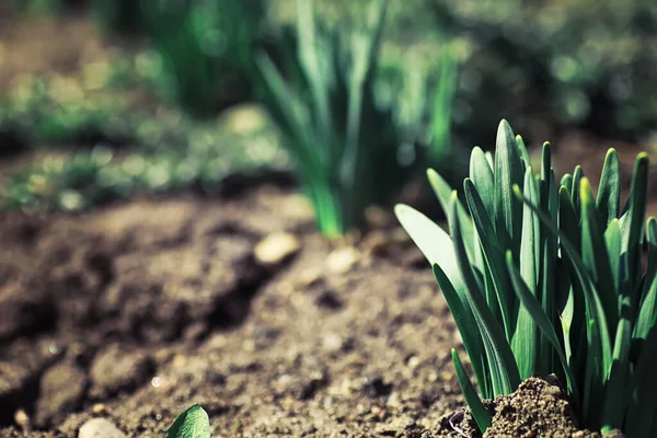 Vert Printanier Lumineux Aube Dans Forêt Nature Prend Vie Début — Photo