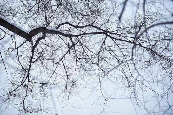 Paysage Forestier Hivernal Grands Arbres Sous Neige Janvier Journée Givré — Photo