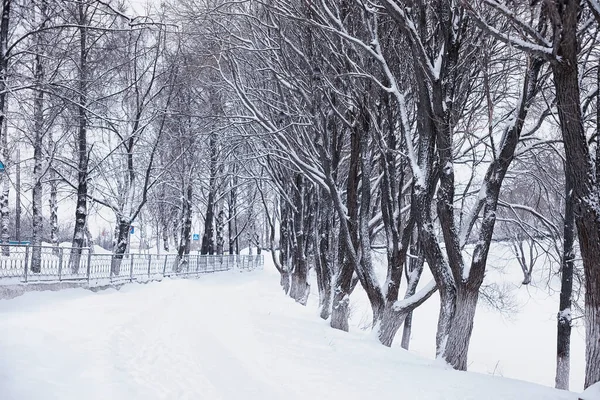 Winterliche Waldlandschaft Hohe Bäume Unter Einer Schneedecke Frosttag Januar Park — Stockfoto