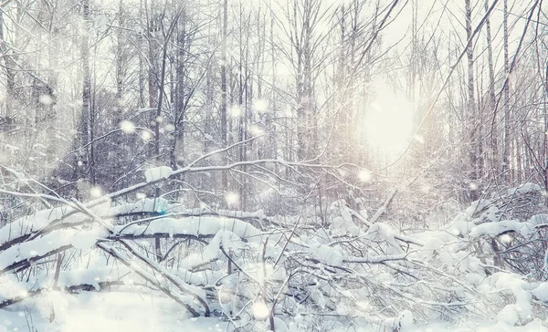 Winterbos Landschap Hoge Bomen Onder Sneeuw Januari Ijzige Dag Park — Stockfoto