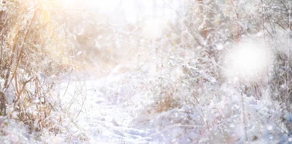 ウィンターパーク 雪の天気中の風景 1月の日 — ストック写真