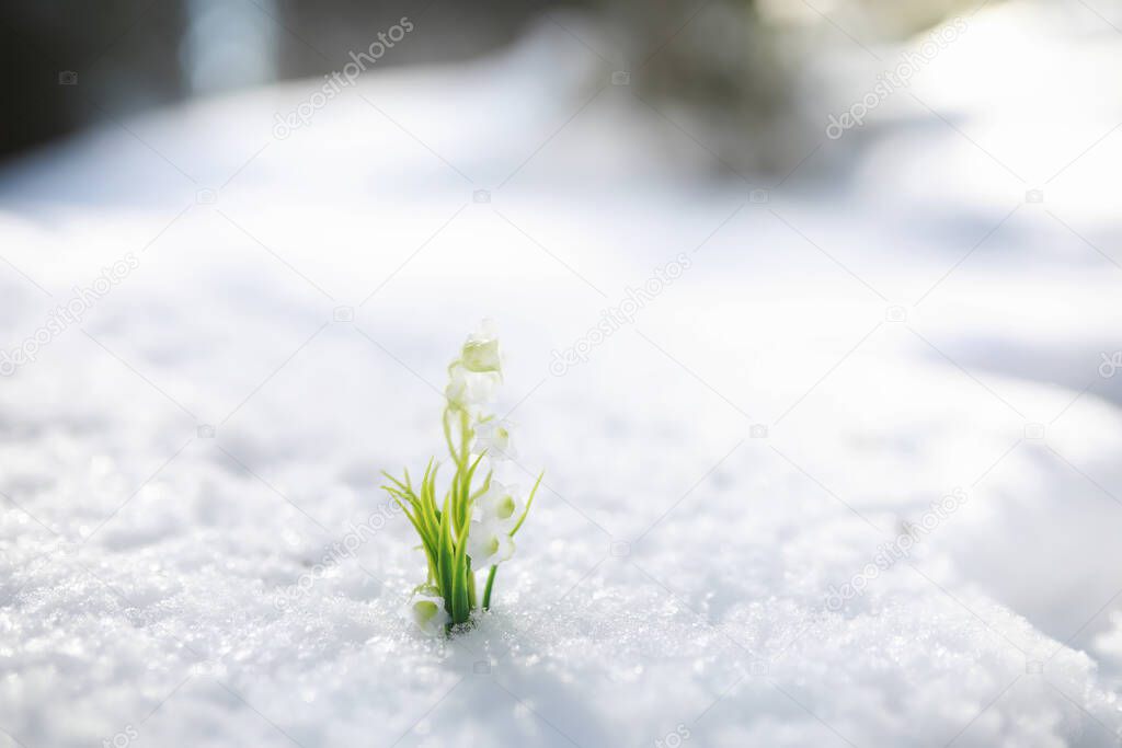The first spring flower. Snowdrop in the forest. Spring sunny day in forest.
