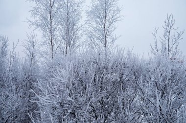 Kış orman manzarası. Kar altında uzun ağaçlar. Ocak ayının soğuk günü parkta.