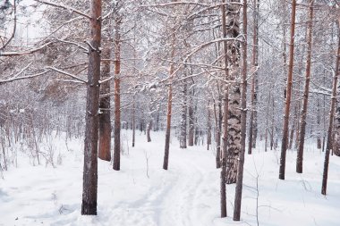Kış orman manzarası. Kar altında uzun ağaçlar. Ocak ayının soğuk günü parkta.