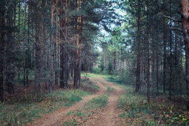 Parlak bahar, şafakta ormanda yeşilleniyor. Doğa ilkbaharın başlarında canlanır..