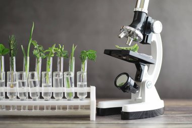 Mikroskop ve laboratuvarda masada ayrılıklar. Yeşiller gmos üzerinde çalışma.