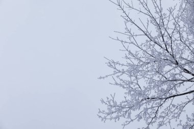 Kış orman manzarası. Kar altında uzun ağaçlar. Ocak ayının soğuk günü parkta.