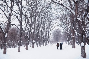Kış orman manzarası. Kar altında uzun ağaçlar. Ocak ayının soğuk günü parkta.