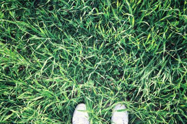 Parlak bahar, şafakta ormanda yeşilleniyor. Doğa ilkbaharın başlarında canlanır..