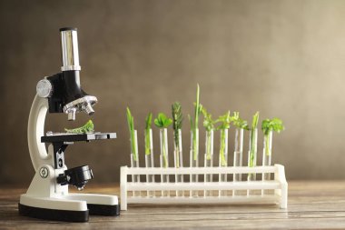 Mikroskop ve laboratuvarda masada ayrılıklar. Yeşiller gmos üzerinde çalışma.