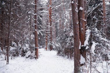 Kış orman manzarası. Kar altında uzun ağaçlar. Ocak ayının soğuk günü parkta.