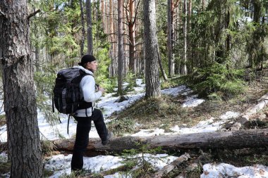 Bir turist bir çam ormanı ile bir sırt çantası içinde bir adamdır. Ormandaki bir yürüyüş gezisi. Çam rezerv turist yürüyüşleri için. Bahar bir zam genç bir adam