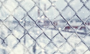 Kış orman manzarası. Kar altında uzun ağaçlar. Ocak ayının soğuk günü parkta.