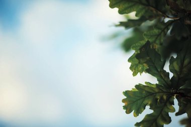 Parlak bahar, şafakta ormanda yeşilleniyor. Doğa ilkbaharın başlarında canlanır..