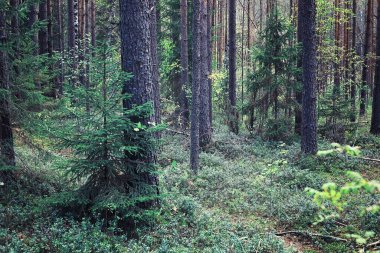 Parlak bahar, şafakta ormanda yeşilleniyor. Doğa ilkbaharın başlarında canlanır..