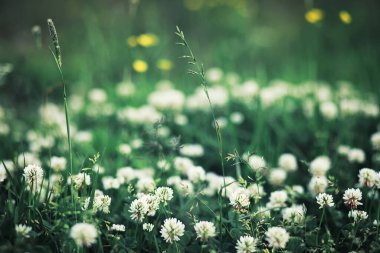 Parlak bahar, şafakta ormanda yeşilleniyor. Doğa ilkbaharın başlarında canlanır..