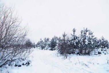 Kış orman manzarası. Kar altında uzun ağaçlar. Ocak ayının soğuk günü parkta.