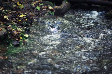 Parlak bahar, şafakta ormanda yeşilleniyor. Doğa ilkbaharın başlarında canlanır..