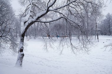 Kış orman manzarası. Kar altında uzun ağaçlar. Ocak ayının soğuk günü parkta.