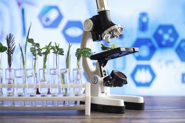 Mikroskop ve laboratuvarda masada ayrılıklar. Yeşiller gmos üzerinde çalışma.
