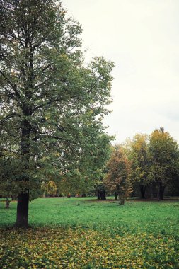 Parlak bahar, şafakta ormanda yeşilleniyor. Doğa ilkbaharın başlarında canlanır..