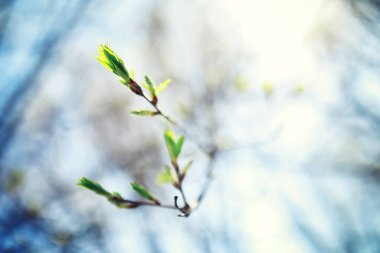 Parlak bahar, şafakta ormanda yeşilleniyor. Doğa ilkbaharın başlarında canlanır..