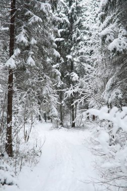 Kış manzarası. Karların altındaki orman. Kış Parkı.