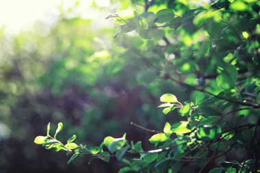 Parlak bahar, şafakta ormanda yeşilleniyor. Doğa ilkbaharın başlarında canlanır..
