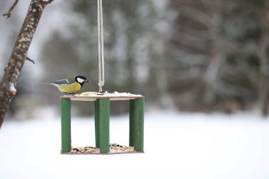 Çukurdaki küçük titmouse tohumları yiyor. Kış kuşu.