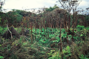 Parlak bahar, şafakta ormanda yeşilleniyor. Doğa ilkbaharın başlarında canlanır..
