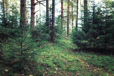 Parlak bahar, şafakta ormanda yeşilleniyor. Doğa ilkbaharın başlarında canlanır..