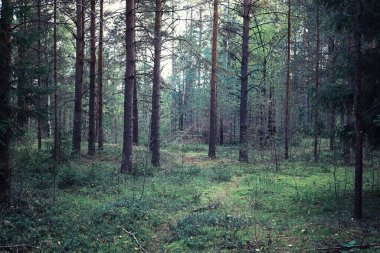 Parlak bahar, şafakta ormanda yeşilleniyor. Doğa ilkbaharın başlarında canlanır..
