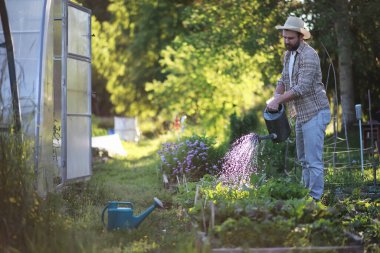 Erkek çiftçi akşamları sebze bahçesini suluyor.