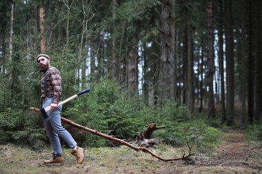 Büyük bir balta ile sakallı bir oduncu ağaç felling önce inceler