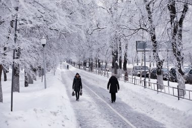 Kış orman manzarası. Kar altında uzun ağaçlar. Ocak ayının soğuk günü parkta.