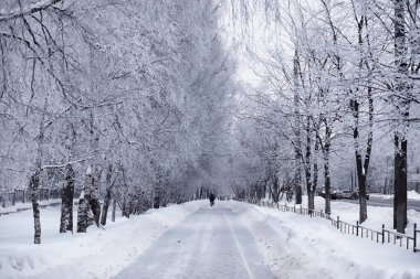 Kış orman manzarası. Kar altında uzun ağaçlar. Ocak ayının soğuk günü parkta.