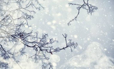 Kış orman manzarası. Kar altında uzun ağaçlar. Ocak ayının soğuk günü parkta.