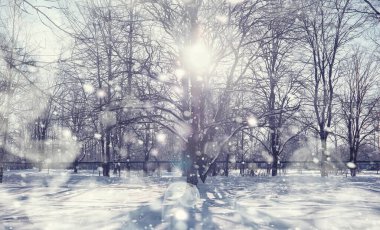 Kış orman manzarası. Kar altında uzun ağaçlar. Ocak ayının soğuk günü parkta.