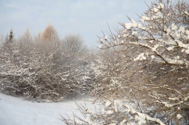 Winter Park 'ta. Karlı havada manzara manzarası. Ocak Günü.
