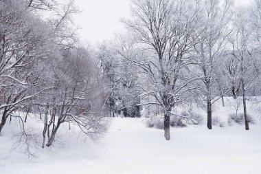 Kış orman manzarası. Kar altında uzun ağaçlar. Ocak ayının soğuk günü parkta.