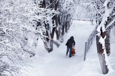 Kış orman manzarası. Kar altında uzun ağaçlar. Ocak ayının soğuk günü parkta.