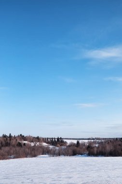 Kış orman manzarası. Kar altında uzun ağaçlar. Ocak ayının soğuk günü parkta.